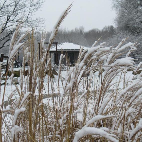 Schnucken-News vom 14.2.2026 - Winter