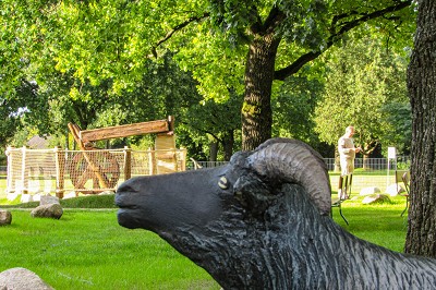 Bahn 18 - Heidschnucke