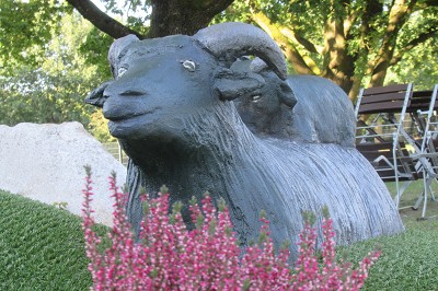 Bahn 18 - Heidschnucke