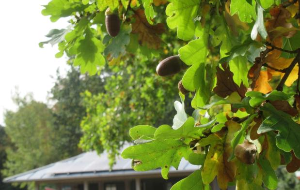 Herbst beim Schnucken-Golf